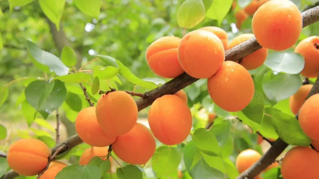 Des abricots mûrs accrochés à une branche d'arbre.