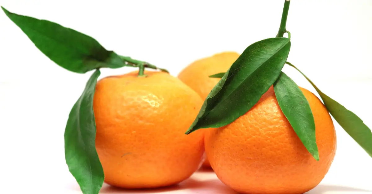 Clementine fruit