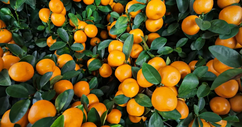 Gros plan sur des mandariniers remplis de mandarines orange vif et de feuilles vert foncé.