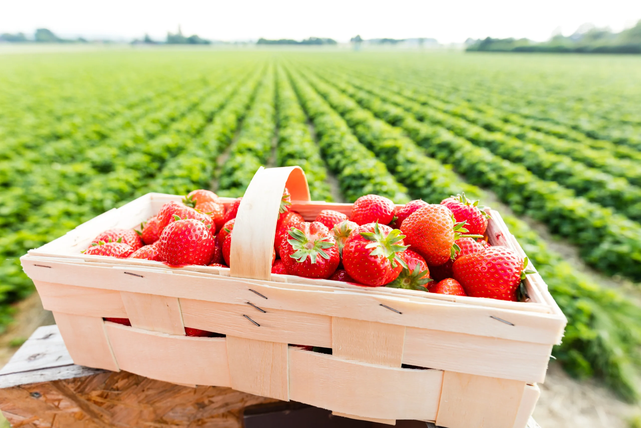 Un panier en bois rempli de fraises, avec un champ en arrière-plan.