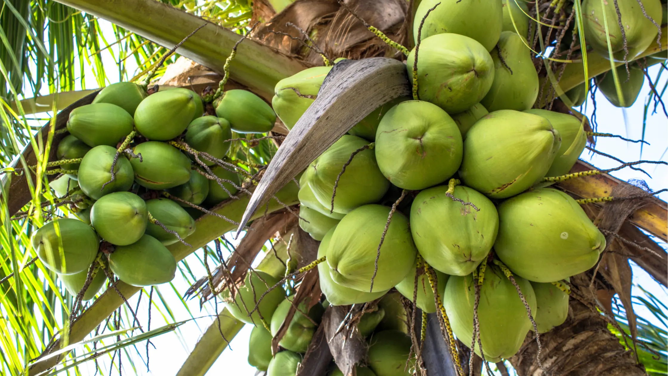 Un groupe de noix de coco vertes suspendues à un palmier.
