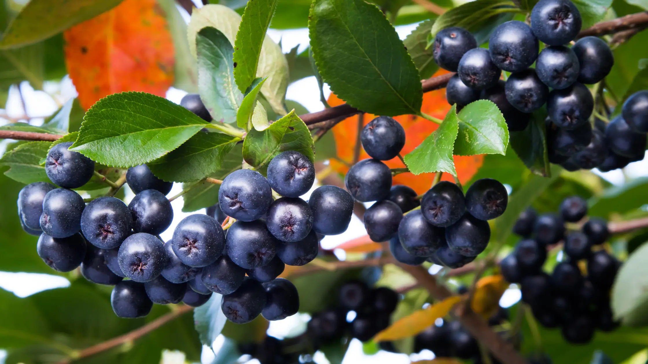 Un groupe de baies d'aronia sur une branche, entourées de feuilles.