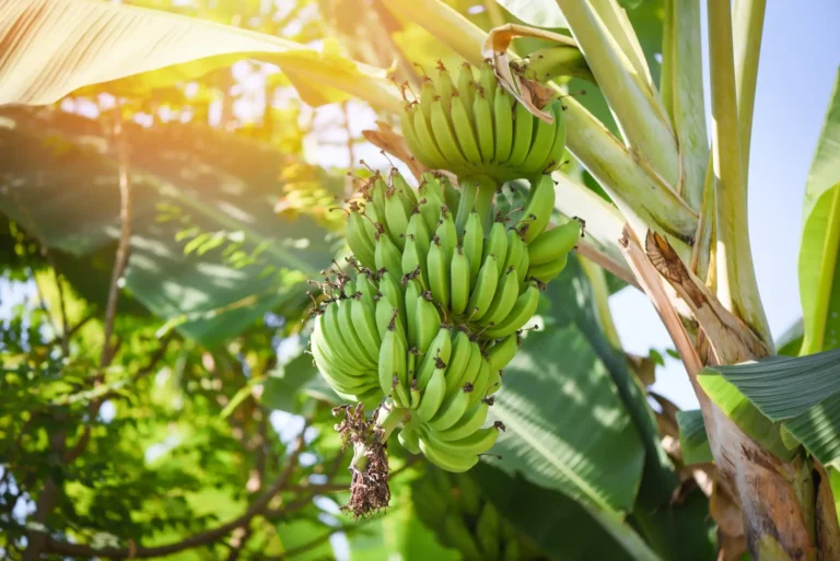 Une grappe de bananes vertes suspendue à un bananier.