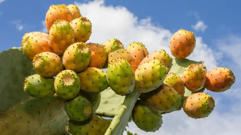 Des fruits de figuier de barbarie sur des raquettes, avec un ciel bleu en arrière-