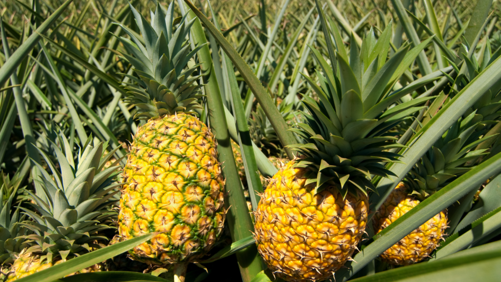 Ananas-fruits commençant par a