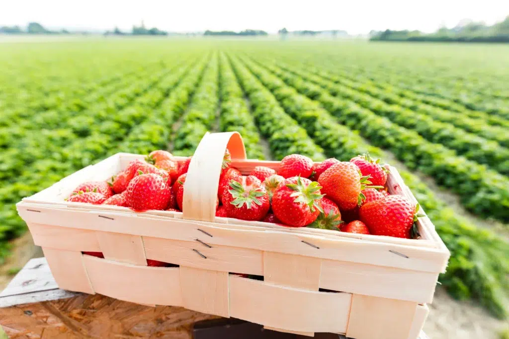 Panier plein de fraises fraîches