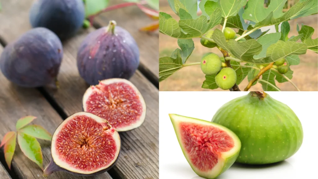 Figues : Histoire, variétés et bienfaits pour la santé