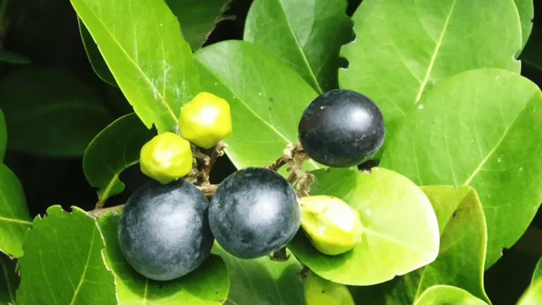 Des baies icaque noires et vertes sur des feuilles verdoyantes.