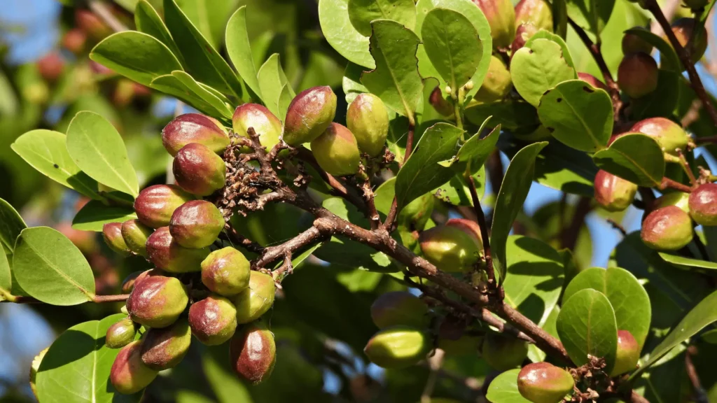 un Icaquier plein de fruits en cours de maturation