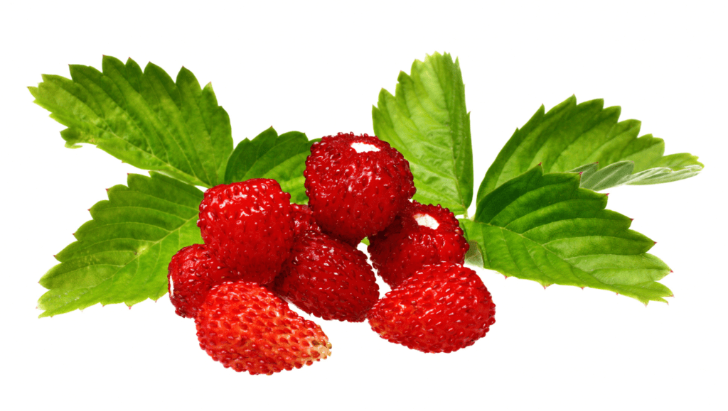 Gros plan sur des fraises des bois rouges et mûres accompagnées de leurs feuilles vertes dentelées.