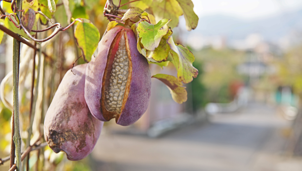 Gros plan sur des fruits d’Akebia quinata suspendus à une vigne, dont l’un est fendu, exposant sa chair blanche gélatineuse et ses petites graines.