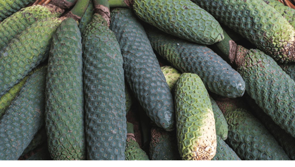 Gros plan sur plusieurs fruits du Monstera deliciosa, de forme allongée et recouverts d'écailles hexagonales vertes.