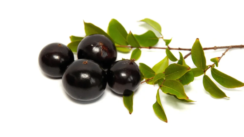 Quatre fruits noirs et lisses de jabuticaba attachés à une branche avec des feuilles vertes, posés sur un fond blanc