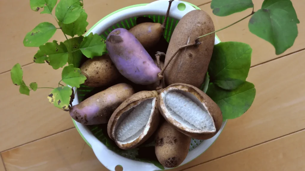 Plusieurs fruits d’akebi bruns et violets dans une passoire, avec un fruit ouvert montrant sa chair blanche et ses petites graines noires.
