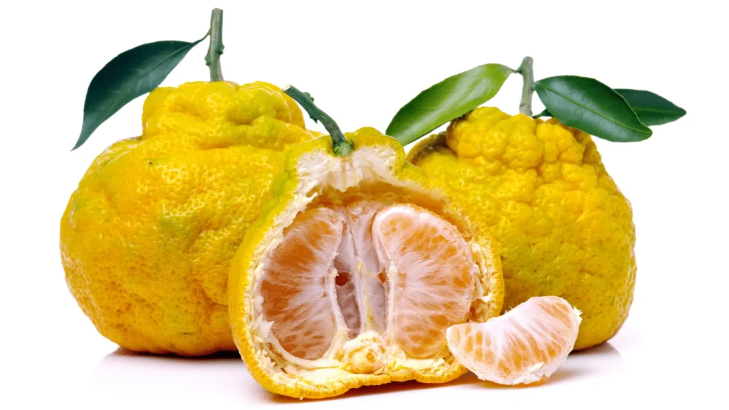 Gros plan de plusieurs fruits ugli jaunes et bosselés, dont un coupé en deux montrant sa chair juteuse et un quartier détaché, sur fond blanc.