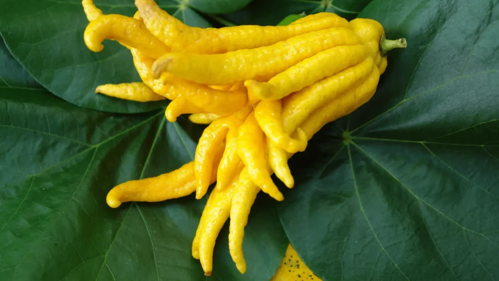 Agrume main de Bouddha jaune vif avec des segments allongés en forme de doigts, reposant sur des feuilles vertes.
