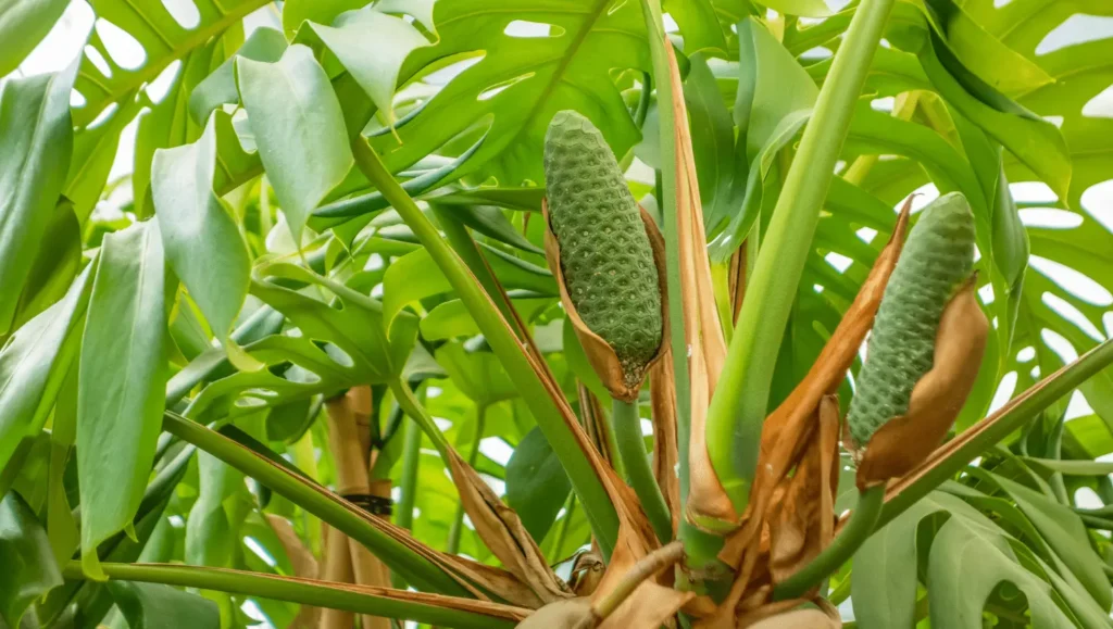 Gros plan sur les fruits verts et allongés du Monstera deliciosa poussant au milieu de feuilles vertes perforées.