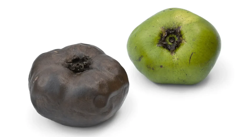 Deux sapotes noires posées sur un fond blanc, l'une verte et ferme, l'autre brune et mûre, montrant leur transformation en vieillissant.
