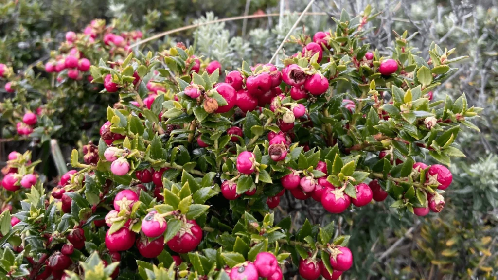 Gros plan sur un arbuste d'Ugni molinae avec de nombreuses baies rouges brillantes parmi un feuillage vert foncé.