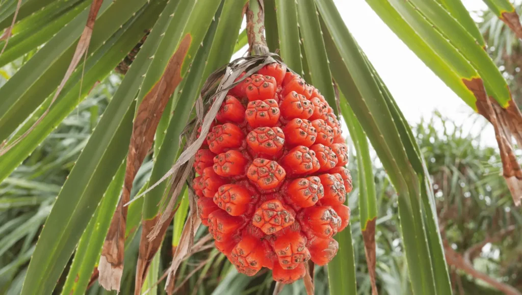 Fruit de Hala rouge-orange suspendu à un arbre, entouré de longues feuilles tropicales vertes.