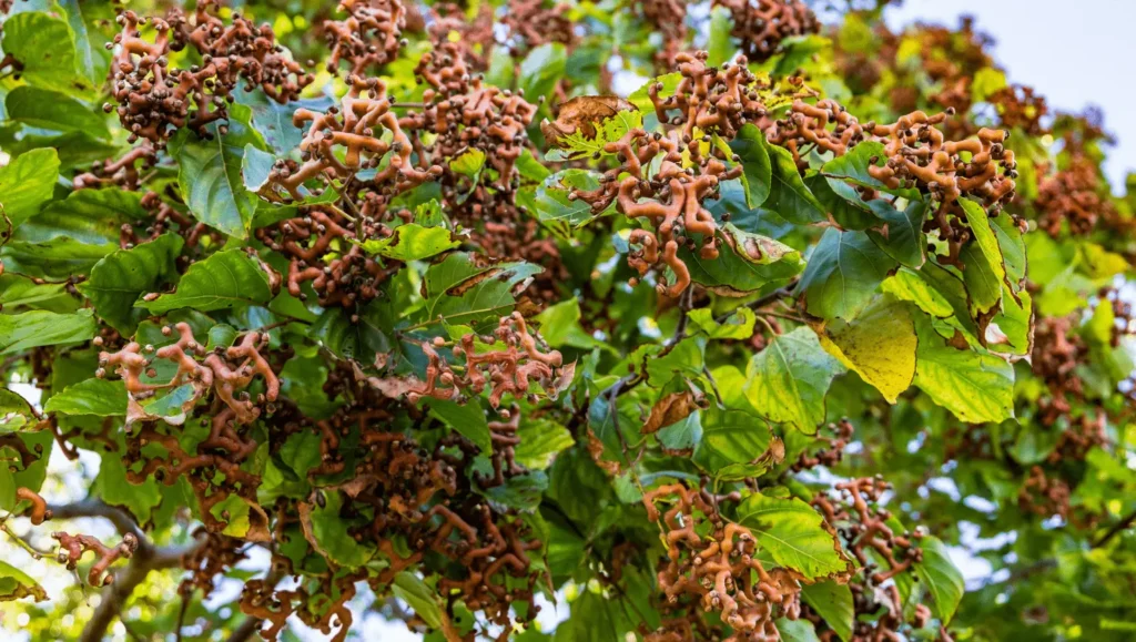Fruits torsadés brunâtres de l'hovenia entourés de feuilles vertes sur un arbre.