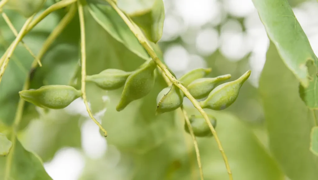 Gros plan sur des fruits verts de Kakadu Plum (Terminalia ferdinandiana) accrochés à une branche, avec un fond flou de feuillage.