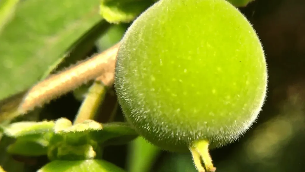 Fruit vert et duveteux de kei apple (Dovyalis caffra) en gros plan, suspendu à une tige avec un arrière-plan flou de feuilles vertes.