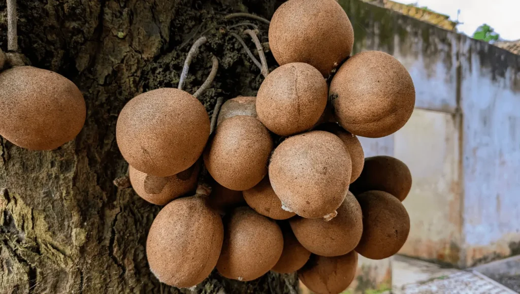 Gros plan sur des fruits ronds de kepel à la peau brune, poussant directement sur le tronc d’un arbre.