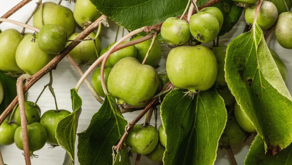 Grappe de petits fruits verts kiwaïs accrochés à des branches feuillues, avec leur peau lisse et brillante.