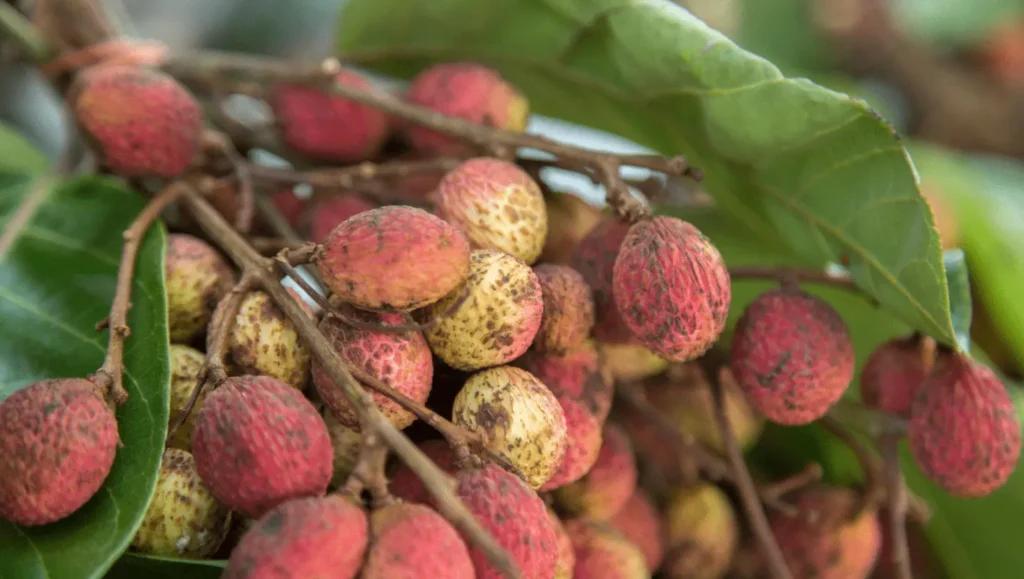 Un groupe de fruits de korlan suspendus à une branche, affichant une peau rugueuse rouge et jaune, entourés de feuilles vertes