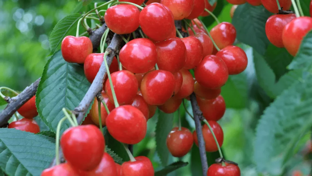 Des merises rouges brillantes suspendues à une branche de merisier, avec des feuilles vertes en arrière-plan.