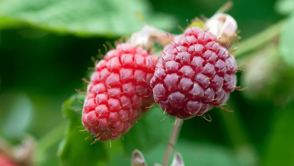 Deux mûroises rouges et juteuses accrochées à une tige, entourées de feuilles vertes légèrement floues en arrière-plan.