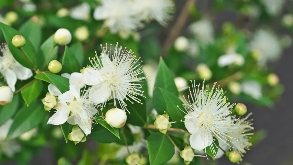 Fleurs de myrte blanches aux longues étamines, accompagnées de feuilles vertes et de boutons floraux sur une branche.