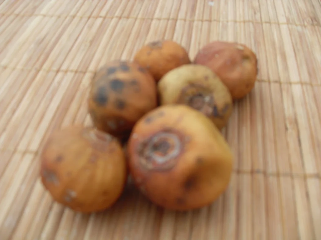 Gros plan de plusieurs fruits de vavangue brunâtres et tachetés posés sur une natte en bambou.