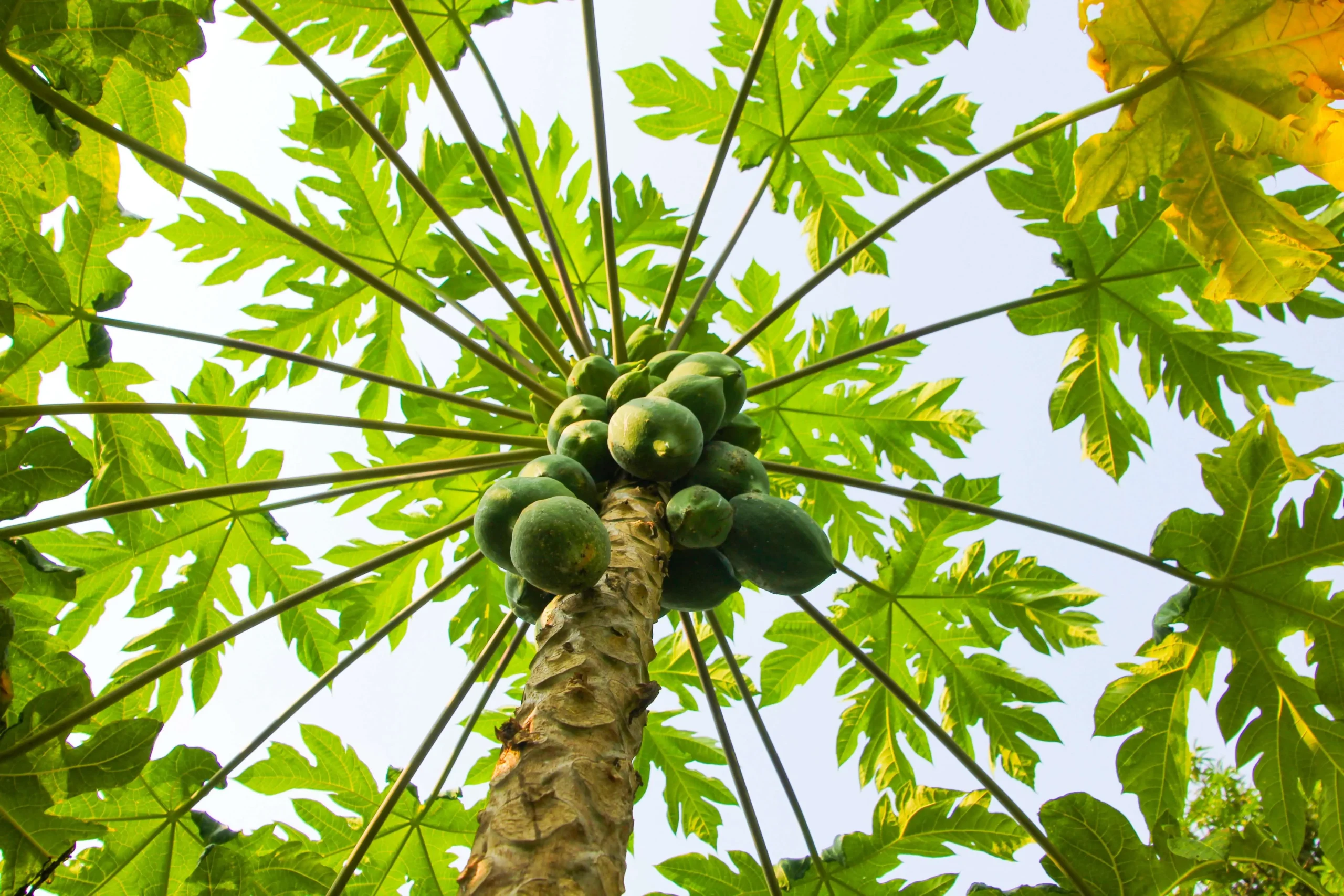 Arbre à papaye Vue en contre-plongée d'un arbre à papaye avec des fruits et des feuilles.