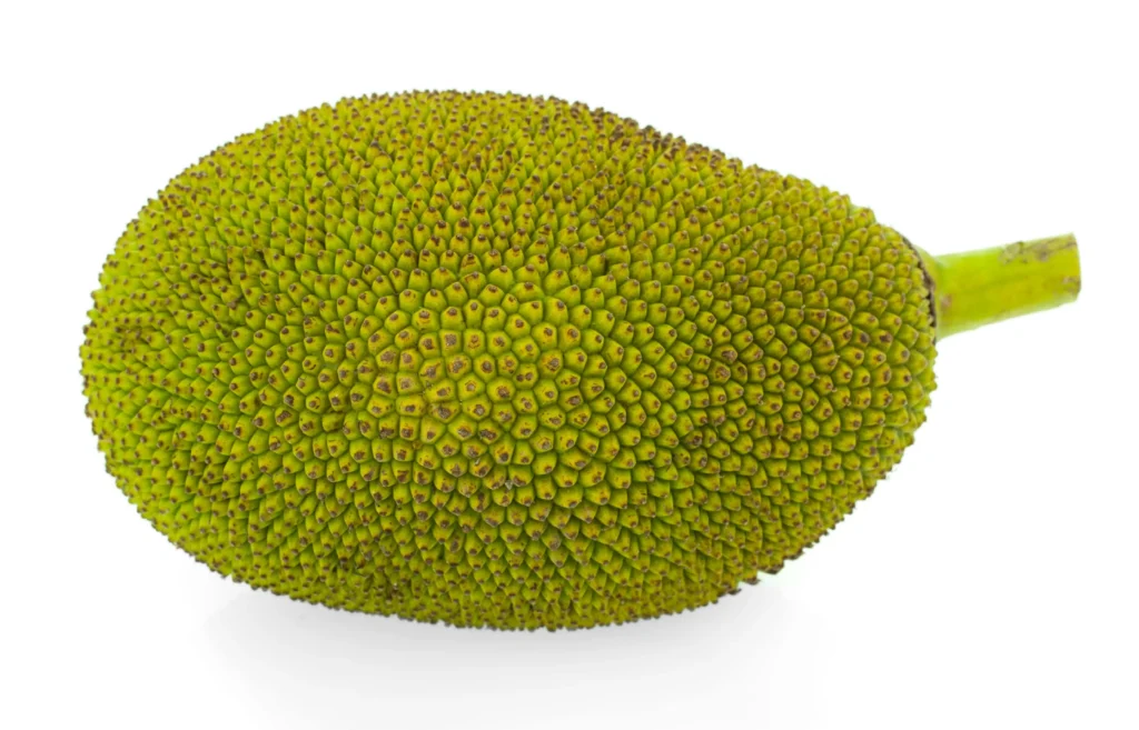 Un fruit de jackfruit vert, de forme allongée, avec une texture épineuse.