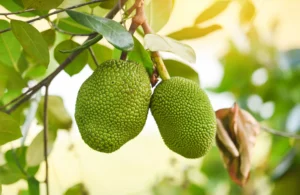 Jacquier : Le Plus Gros Fruit du Monde et Comment le Manger