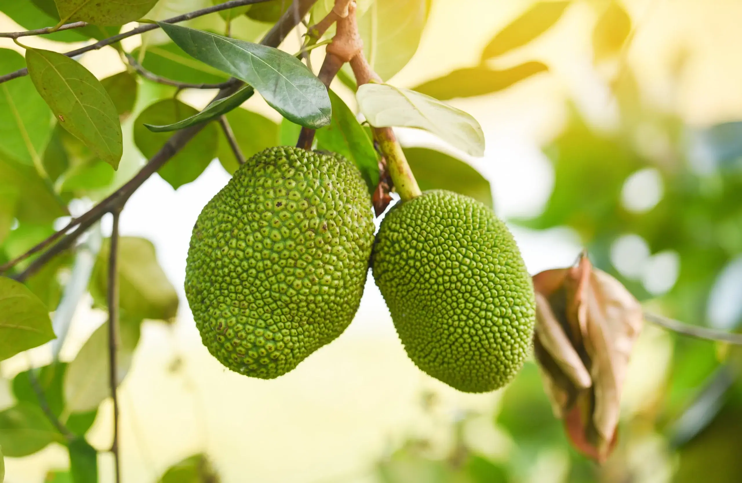 Deux fruits de jackfruit verts suspendus à une branche, entourés de feuilles.