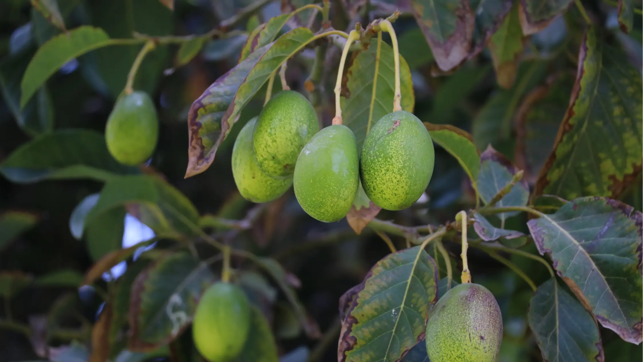 Avocat fruit