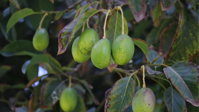 Avocat vert suspendu à un arbre