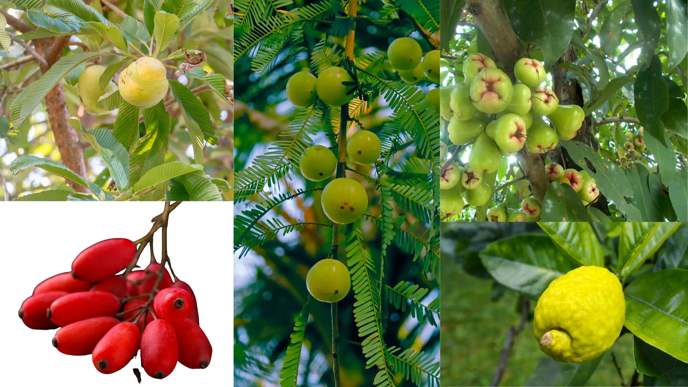 Fruits en e, Dillenia indica, Eglantine, Eleagnus, Embilic, Épine-vinette