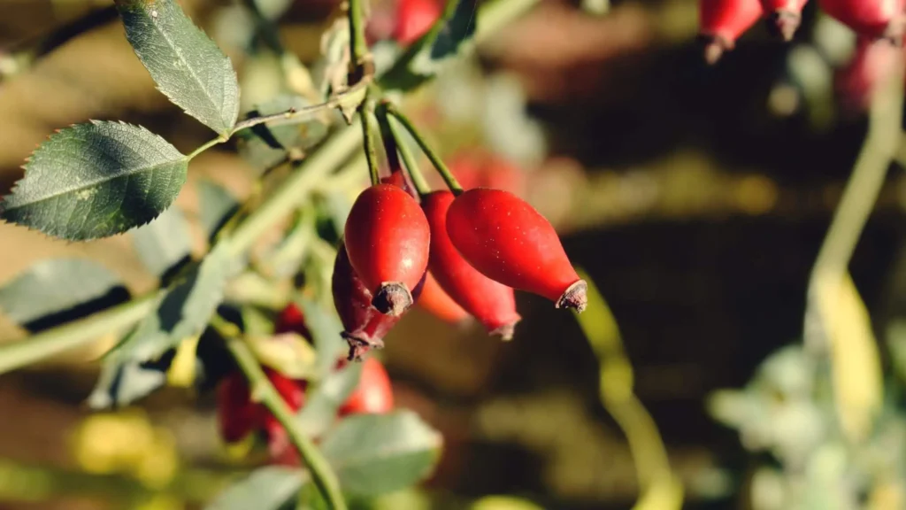 Gros plan sur des fruits en e-baies de cynorrhodon rouges sur une branche.