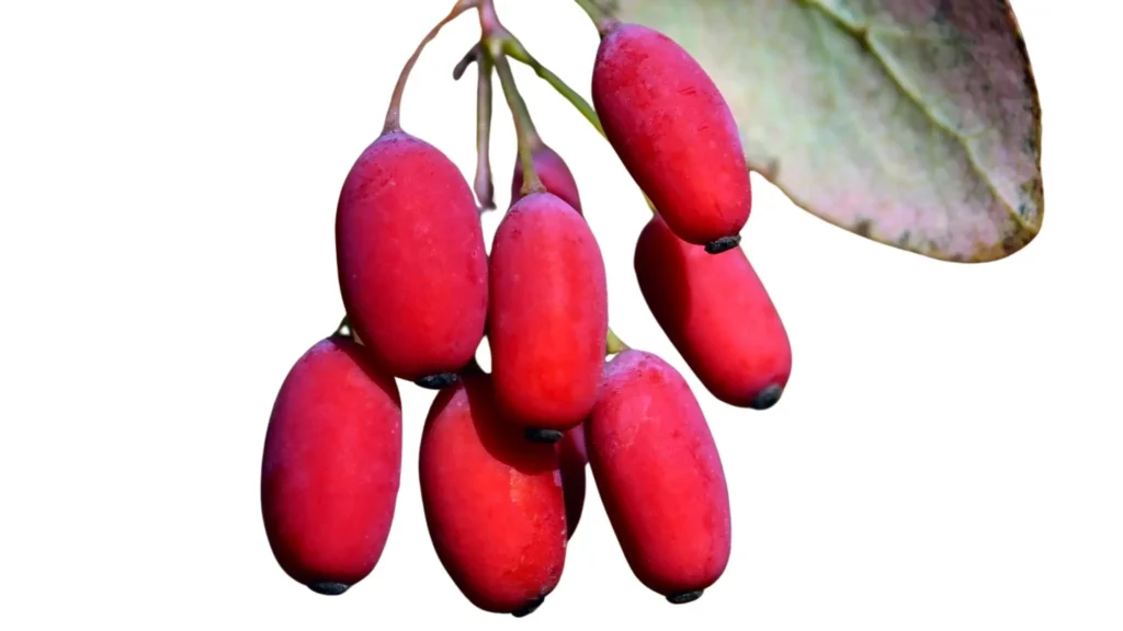 fruits en e-Épine-vinette rouges suspendues sur une branche.