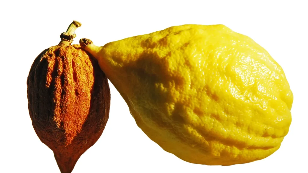 un Etrog jaune à côté d'un cédrat brun