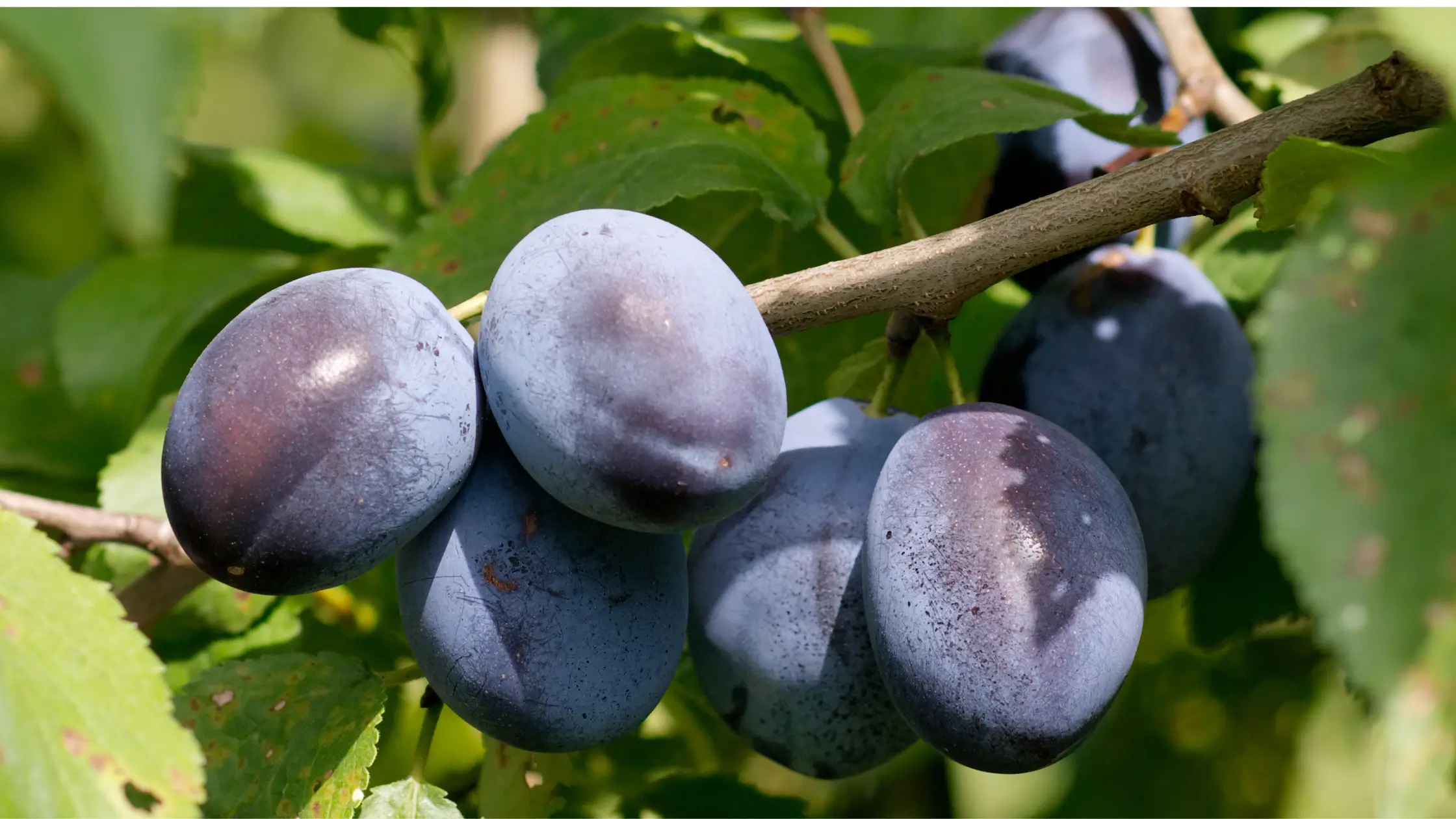 Grappe de quetsches bleu-violet mûres accrochées à une branche, entourées de feuilles vertes.