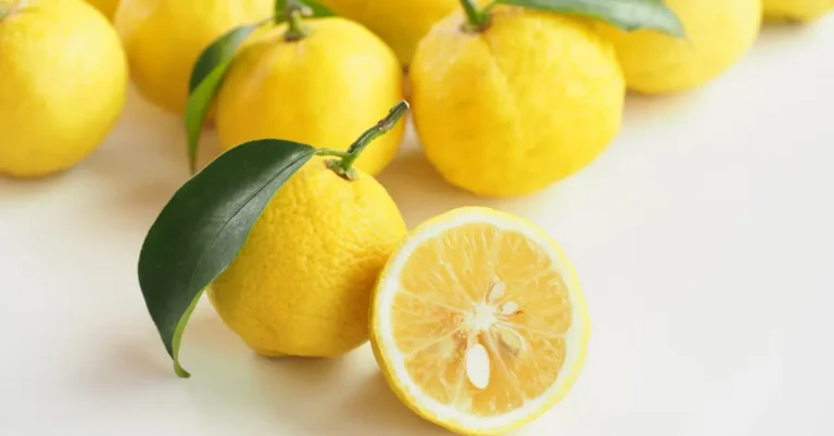 Yuzus frais entiers et un yuzu coupé en deux, posés sur une surface claire, avec des feuilles vertes encore attachées.