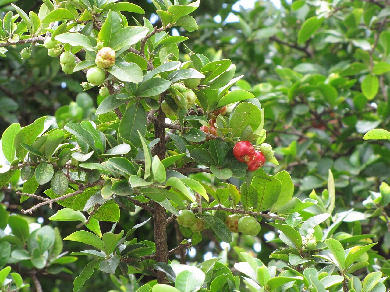 Acérola fruit : 5 raisons puissantes de l’ajouter à votre alimentation 2 Acérolas rouge vif et feuillage sur l'acérolier