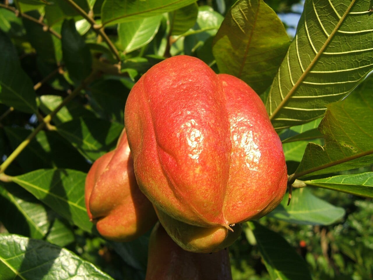 Akée fruit : 7 bienfaits santé étonnants à connaître 2 Fruits d'akée rouges ouverts sur l'arbre dévoilant leurs arilles crème et graines noires
