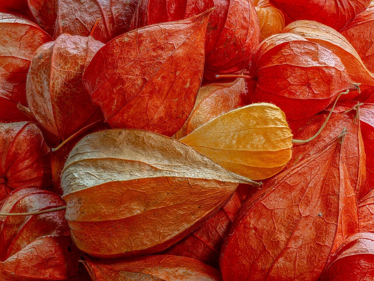 Alkékenge fruit : 5 bienfaits santé qui vont vous surprendre 2 Calices orange vif de l'alkékenge, les lanternes chinoises du physalis