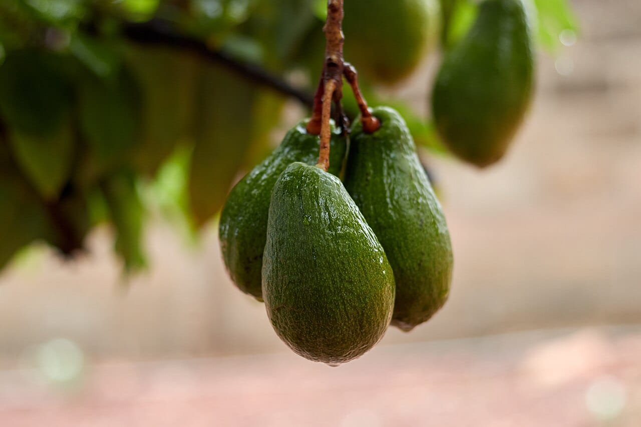 Avocat fruit : 7 Bienfaits Puissants du Trésor Vert 2 Avocats verts en forme de poire suspendus aux branches de l'avocatier